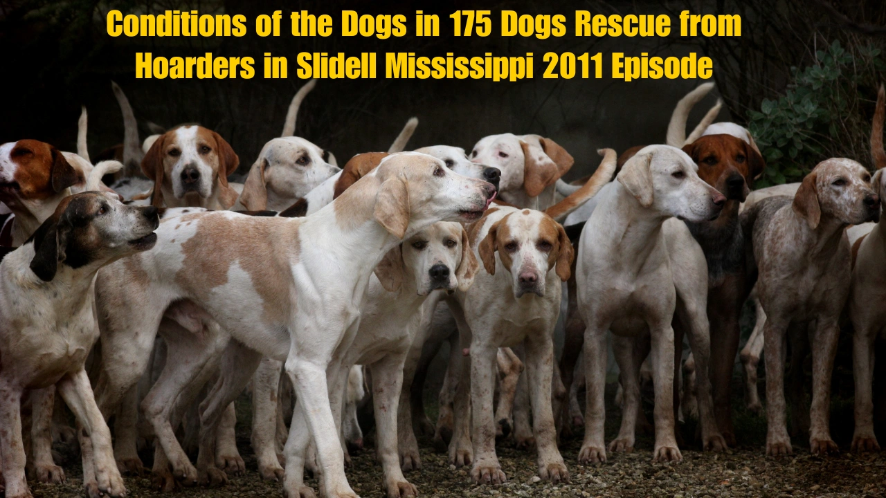 Conditions of the Dogs in 175 Dogs Rescue from Hoarders in Slidell Mississippi 2011 Episode