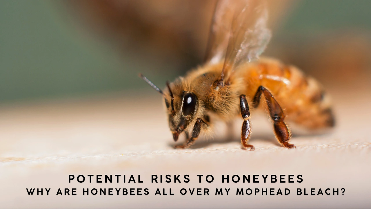 Potential Risks to Honeybees Why Are Honeybees All Over My Mophead Bleach