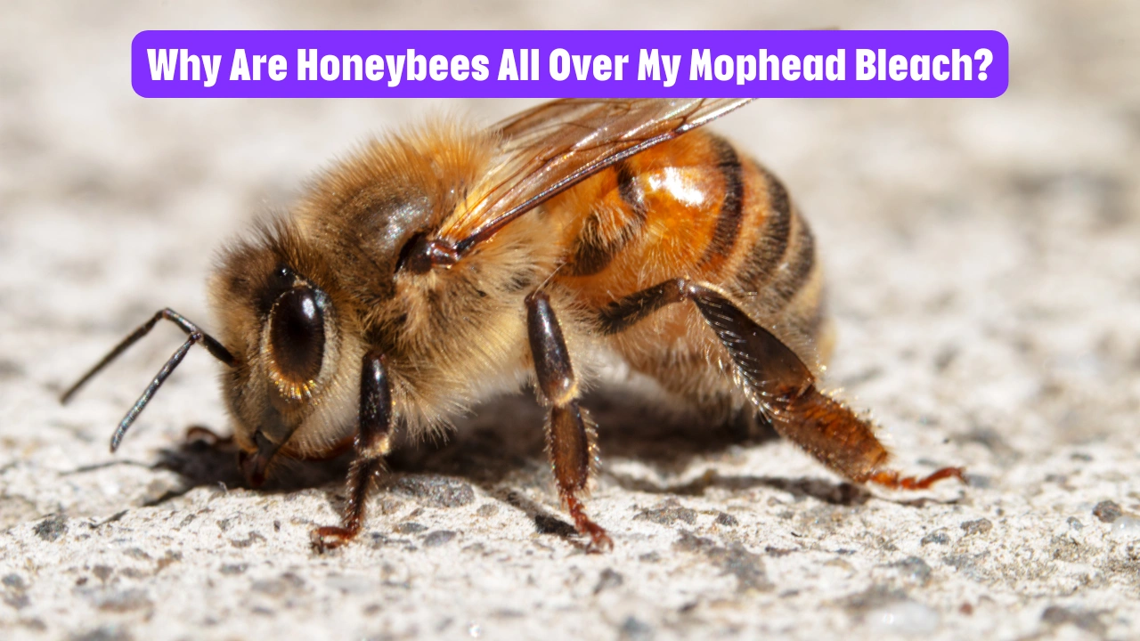 Why Are Honeybees All Over My Mophead Bleach